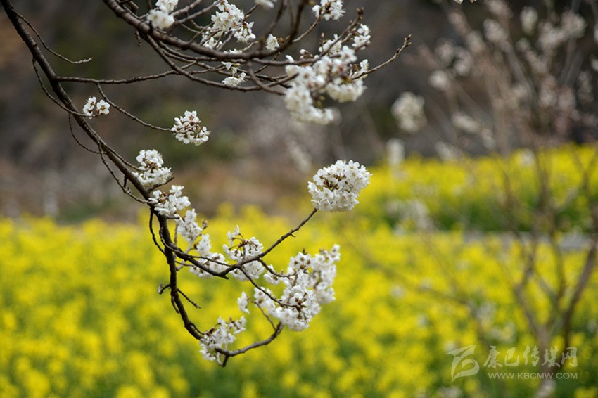 美麗鄉村春來早 正是瀘定賞花時