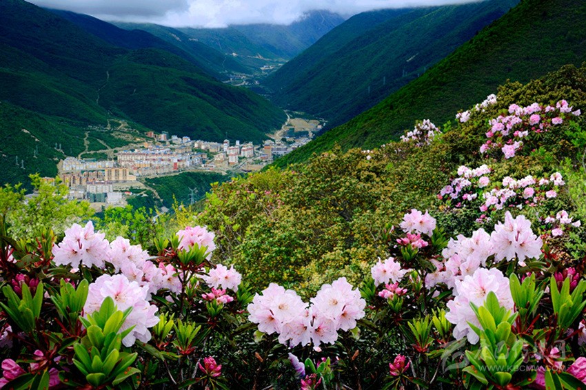 康定情歌風景區春光惹人醉