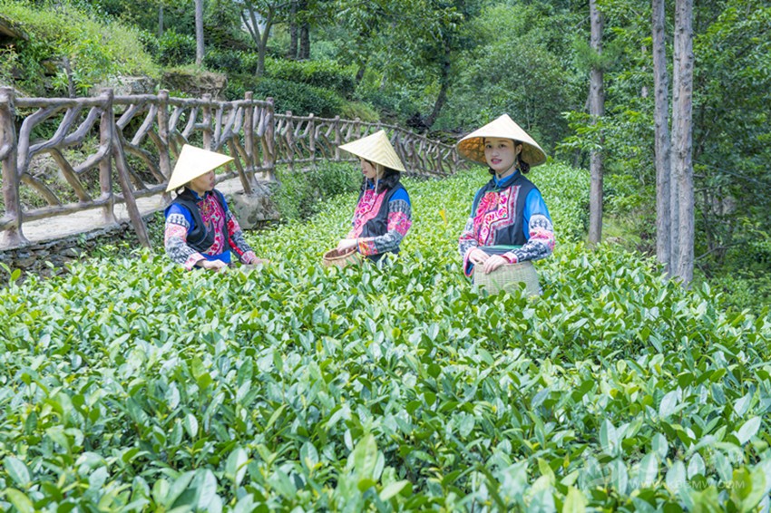 茶樹發芽青又青