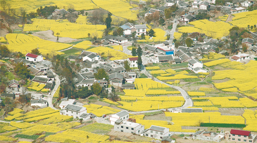 田疇生態濃.jpg