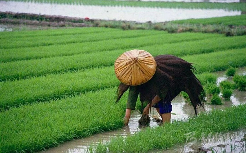 芒種時節