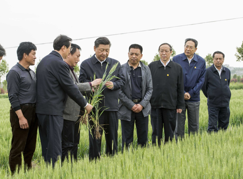 2016年4月25日下午，習(xí)近平在安徽滁州市鳳陽縣小崗村察看小麥長勢。左一為種糧大戶程夕兵。新華社記者 李學(xué)仁 攝